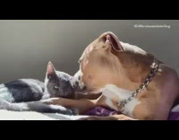 Collab Pets For All - Dog and cat are affectionate 