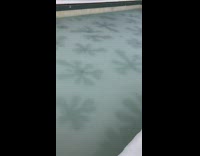Flower shape pattern on frozen pool water 