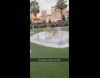 Two types of dogs at the park 