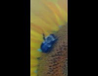 Bee on the sunflower touched by filmer