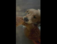 Pet dog bites toy and slides while it is pulled by the filmer