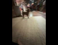 Dog tricked by filmer with the toy