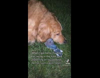 Golden retriever protecting small injured bird on grass