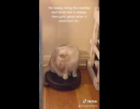 White cat on roomba 