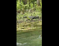 Girl on inflatable in river sees alligator 