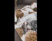Kitten grooms sleeping grey cat brown blanket 