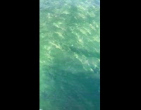 School of large fish swim 