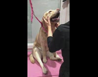 Large brown dog enjoys head massage 