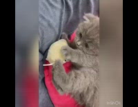 Grey kitten cat plays yellow mouse toy