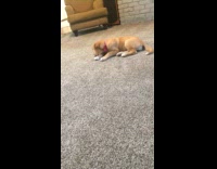 Puppy Plays with Piece of Broccoli Floret