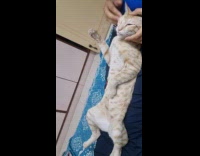 Cat lie down and gets facial massage