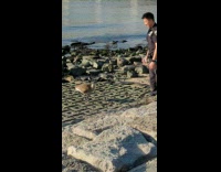 Cop plays with goose 