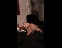 Startled Ginger cat slowly approaches the filmer