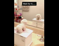 Flip switch challenge white dog toy mirror