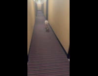 Dog having zoomies on hallway