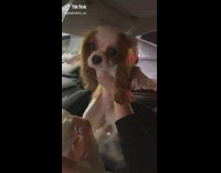 Dog in car gets ice cream cup from dairy queen 
