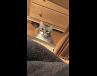 Fluffy Grey Cat Stares at Camera and Jumps at It