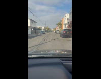 Duck lays in middle block the road