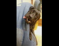 Black dog tongue out denim bean bag 