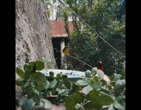 Colorful birds use white birdbath outside 