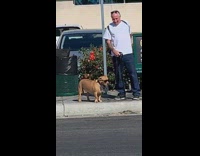 Dog walgreens waiting bus stop sunglasses