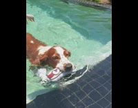 Pool doggy paddle hot dog toy