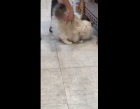 Collab DailyDoseOfInternet - Fluffy grey cat raise butt when rubbed