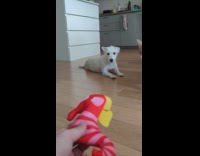 Collab PLC - White dog take squeaky plushy before cat