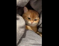 Collab PLC - Person scratch orange cat under grey blanket