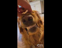 Guy lifts lips reveals dogs teeth