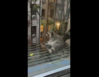 Grey raccoon sits on fire escape and stares through window 