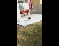 dog barking at owner raking leaves 