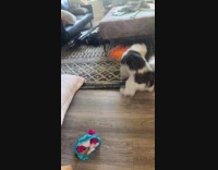 Dog instantly attacks Elmo toy that dance