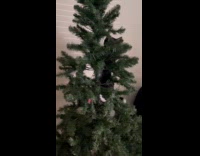 Cat climb on Christmas tree without decoration