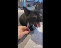 Black kitten seems calm and quiet 