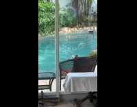 Dog caught swimming in pool scolded 