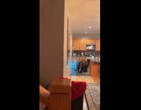 Collab Clips MPUGC - Black bear in home looking in fridge