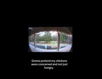 Woman take dog out fell down chickens approach