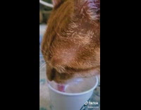 Cats lick puppachino drink 