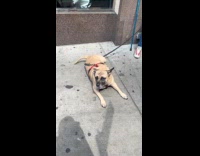 Woman sings bark song to dog 