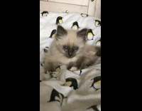 Grey brown kitten blue eyes penguin blanket 