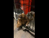 Brown puppy falls asleep chews out kennel