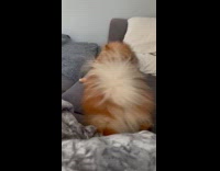 Dog stares at owner twitch on couch