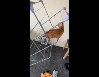 Brown kitten cat climbs laundry drying rack 