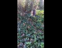 Girl tells dog get away from tree