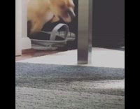 brown dog grabs an orange toy and plays with it 