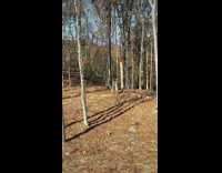 Dog watching deer fighting from window 