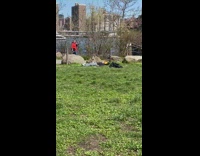 Man Wearing Cartoon Mask Lays Down in Park