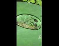 Collab BitchMP - Tadpoles stuck in water droplets on lily pads