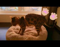 Bengal cat knead on pillow beside window